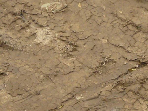Rough dirt road texture in various brown tones. Surface is wet and with tire marks.